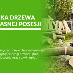 Mężczyzna z piłą łańcuchową ścina drzewo. Dowiedz się, jakie drzewa można wyciąć bez zezwolenia na własnej posesji.