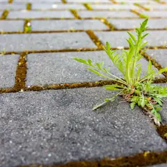Zielona roślina przebija się przez szczelinę między kostkami brukowymi, pokazując siłę natury. Chwasty w kostce brukowej to częsty widok.