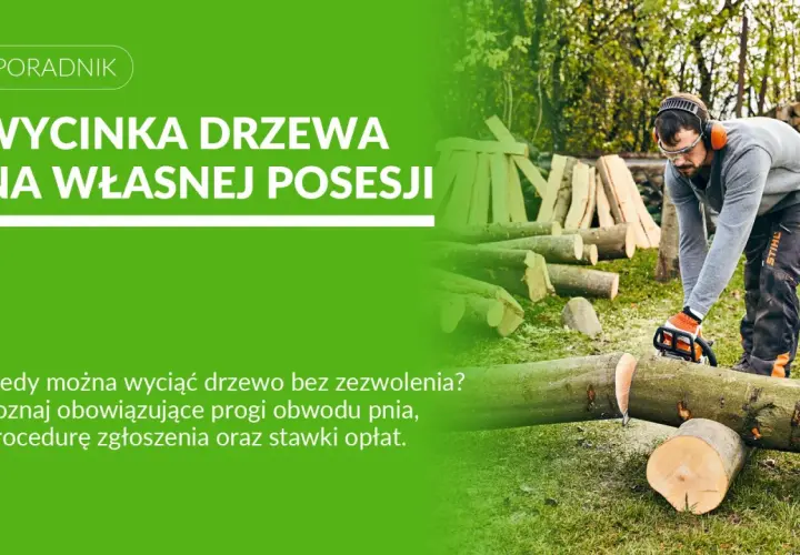 Mężczyzna z piłą łańcuchową ścina drzewo. Dowiedz się, jakie drzewa można wyciąć bez zezwolenia na własnej posesji.