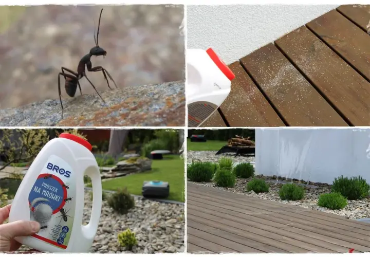 Mrówki nie lubią proszku rozsypywanego na drewnianym tarasie i w ogrodzie.