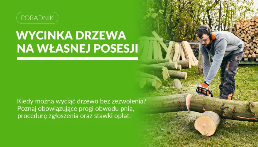 Mężczyzna z piłą łańcuchową ścina drzewo. Dowiedz się, jakie drzewa można wyciąć bez zezwolenia na własnej posesji.