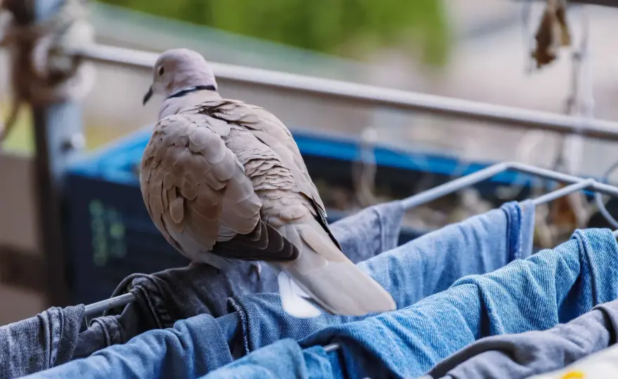 Jak pozbyć się gołębi z balkonu - Co naprawdę działa, a co nie?