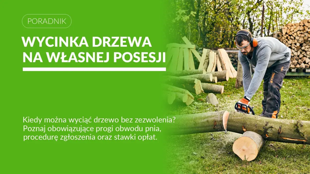 Mężczyzna z piłą łańcuchową ścina drzewo. Dowiedz się, jakie drzewa można wyciąć bez zezwolenia na własnej posesji.